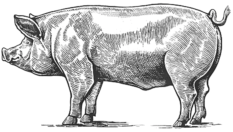 Pig sketch